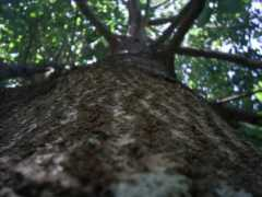 fotothing.com Bunita