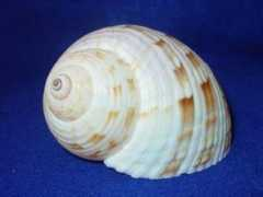 Bunjamin