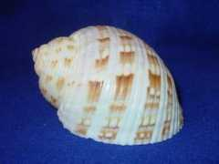 Bunjamin