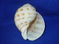 Bunjamin