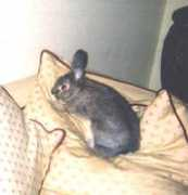 rabbittude.com Bunkie