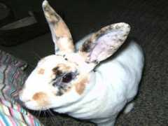 Bunners