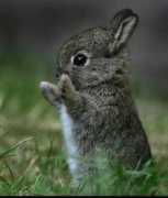 Bunnies