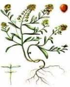 agrosoft.biz Burachok