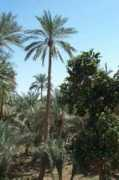 trichotomy.ca Buraimi