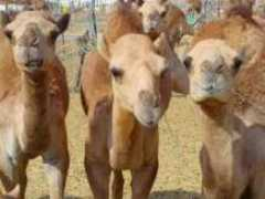 norins.com Burami