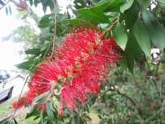 botanic.jp Burasi