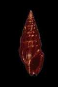 gastropods.com Burchia