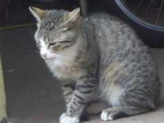 Burcio