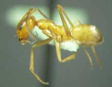 marylandinsects.com Bureni