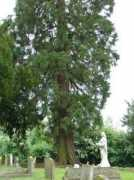 redwoodworld.co.uk Bures