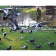fotokritik.com Burgac