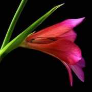 betterphoto.com Burgeon