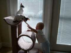 mykrocornishrex.com Burgins