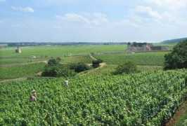 Burgun
