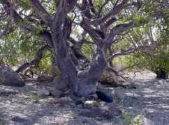 desertmuseum.org Burhin