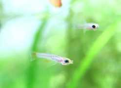 Buricha