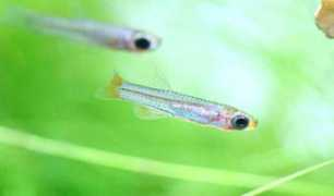 Buricha