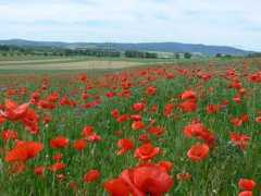 botany.cz Burina