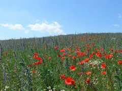 botany.cz Burina