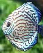 worldfishing.jp Buriri
