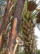 photoshopcontest.com Buriti