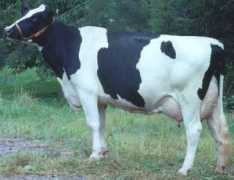 holsteinzuechter.de Burket
