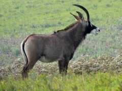 biolib.cz Burlace