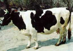 Burlina