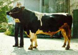 Burlina