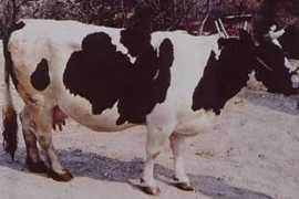 Burlina