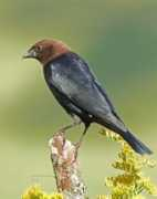 nestwatch.org Burline