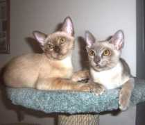 Burmese