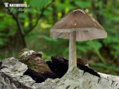 Burnete