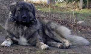 wolkogora.de Burrak