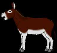 Burrinho