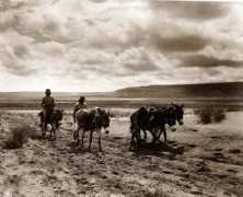 Burros