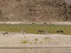 Burros