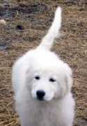 gfwsheep.com Burtie