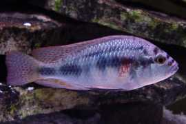 african-cichlid.com Burtoni