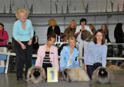 pekingesedogs.ru Burvee