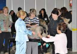 pekingesedogs.ru Burvee