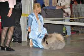 pekingesedogs.ru Burvee