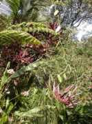 libarynth.org Bushes