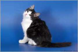 siberiancats.ru Businka