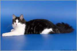 siberiancats.ru Businka
