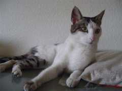 adoteumgatinho.uol.com.br Bussab