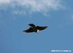 Bussard