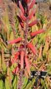 desert-tropicals.com Bussei