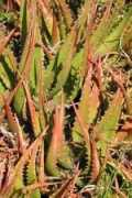 desert-tropicals.com Bussei